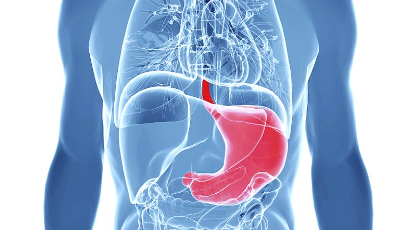 El canto del grillo - El estómago, nuestro segundo cerebro - Escuchar ahora