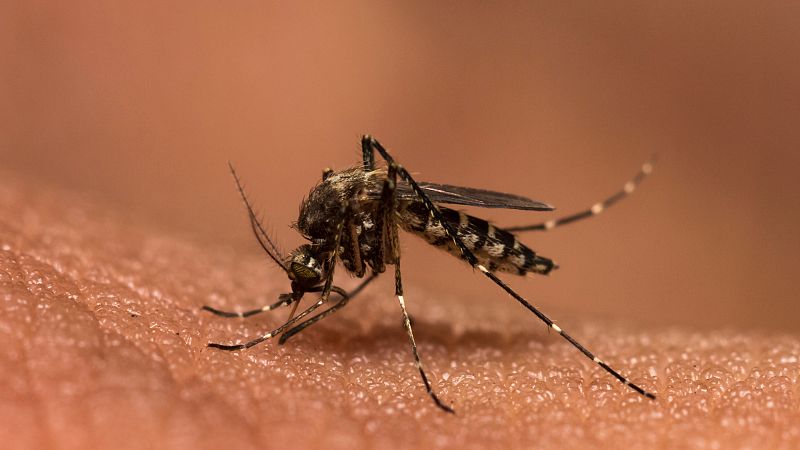 Esto me suena. Las tardes del Ciudadano García - Luz verde a la vacuna contra la malaria