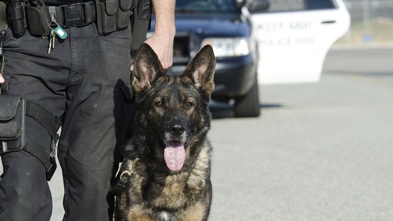 Esto me suena. Las tardes del Ciudadano García - Cómo funcionan los operativos caninos de la Guardia Civil - Escuchar ahora