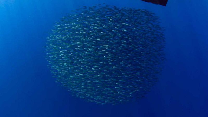 Entre paréntesis - La vida marina se ha reducido a la mitad desde 1970 - Escuchar ahora