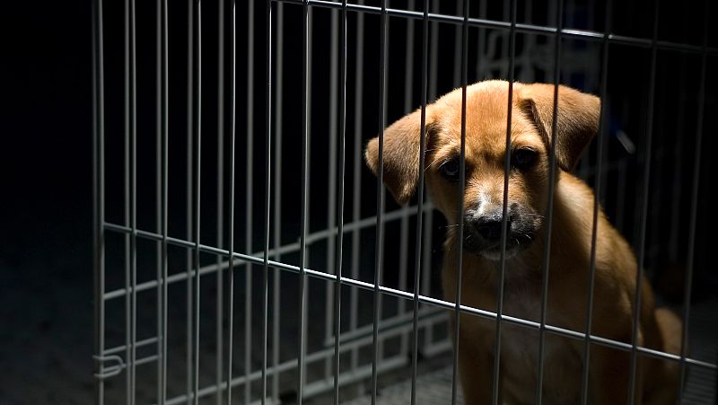 España vuelta y vuelta - Lucha contra el maltrato animal - Escuchar ahora