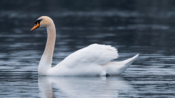 Grandes ciclos - Sibelius: El cisne blanco - 03/12/15 - escuchar ahora