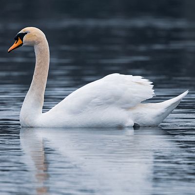 Grandes ciclos - Sibelius: El cisne blanco - 03/12/15 - escuchar ahora