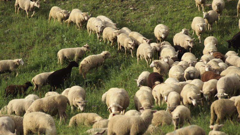 España vuelta y vuelta - Nuevas escuelas de pastores - Escuchar ahora