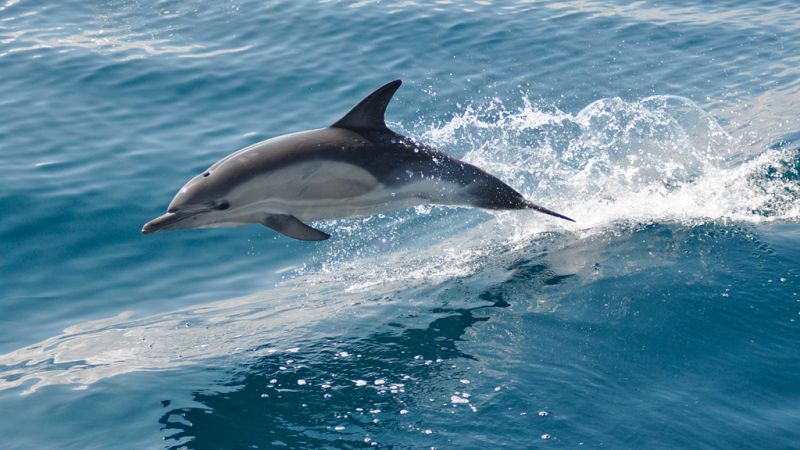 Esto me suena. Las tardes del Ciudadano García - El uso militar de los animales en la historia de las guerras - Escuchar ahora