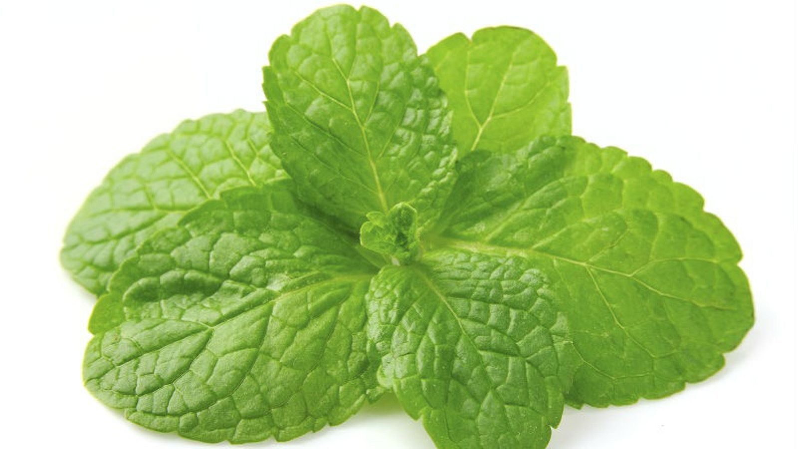 Onda Universitas - ¿Por qué el mentol produce sensación de frío? - 24/03/16 - escuchar ahora