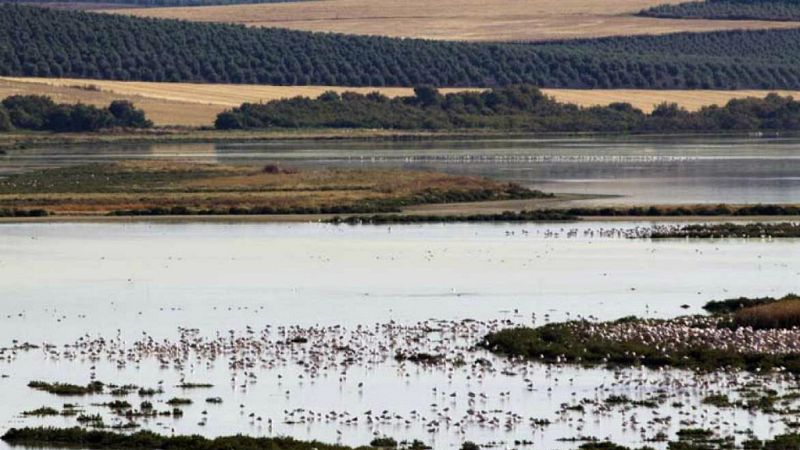 Entre paréntesis - Doñana, una joya natural insustituible - Escuchar ahora