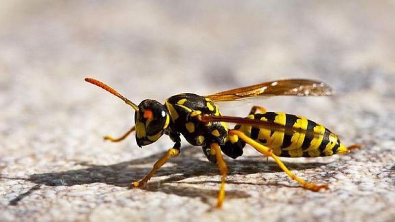 A su salud - Las picaduras son para el verano - 22/07/16 - Escuchar ahora