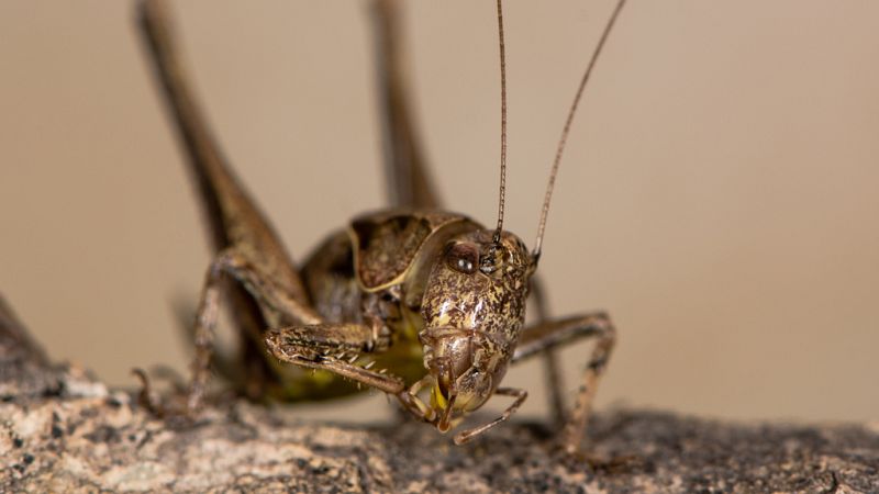Esto me suena. Las tardes del Ciudadano García - La cría de grillos destinados al consumo humano - Escuchar ahora
