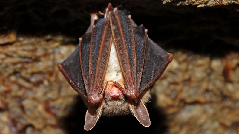 Esto me suena. Las tardes del Ciudadano García - Un hotel para murciélagos - Escuchar ahora