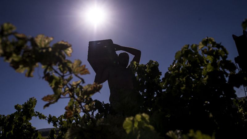 España vuelta y vuelta - Una vendimia menor pero de calidad - Escuchar ahora