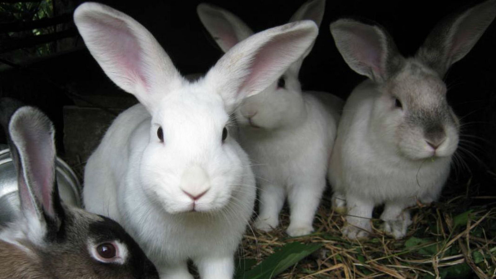 El mundo de la carne -  Promoción, nutrición e investigación en cunicultura - 31/12/16 - Escuchar ahora