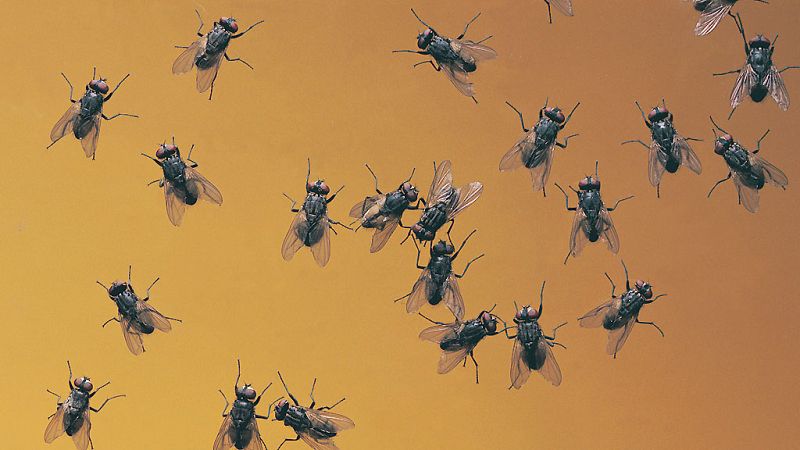 Esto me suena. Las tardes del Ciudadano García - Bioflytech, una fábrica de moscas, en Alicante - Escuchar ahora