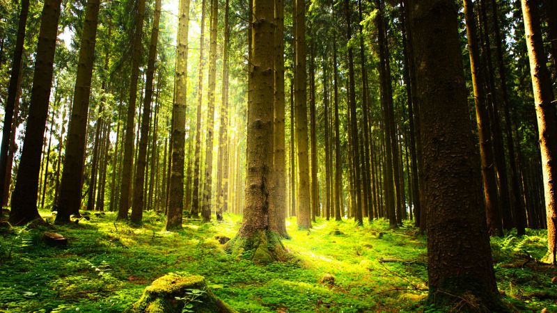 El canto del grillo - Un bosque con matrícula de honor - Escuchar ahora