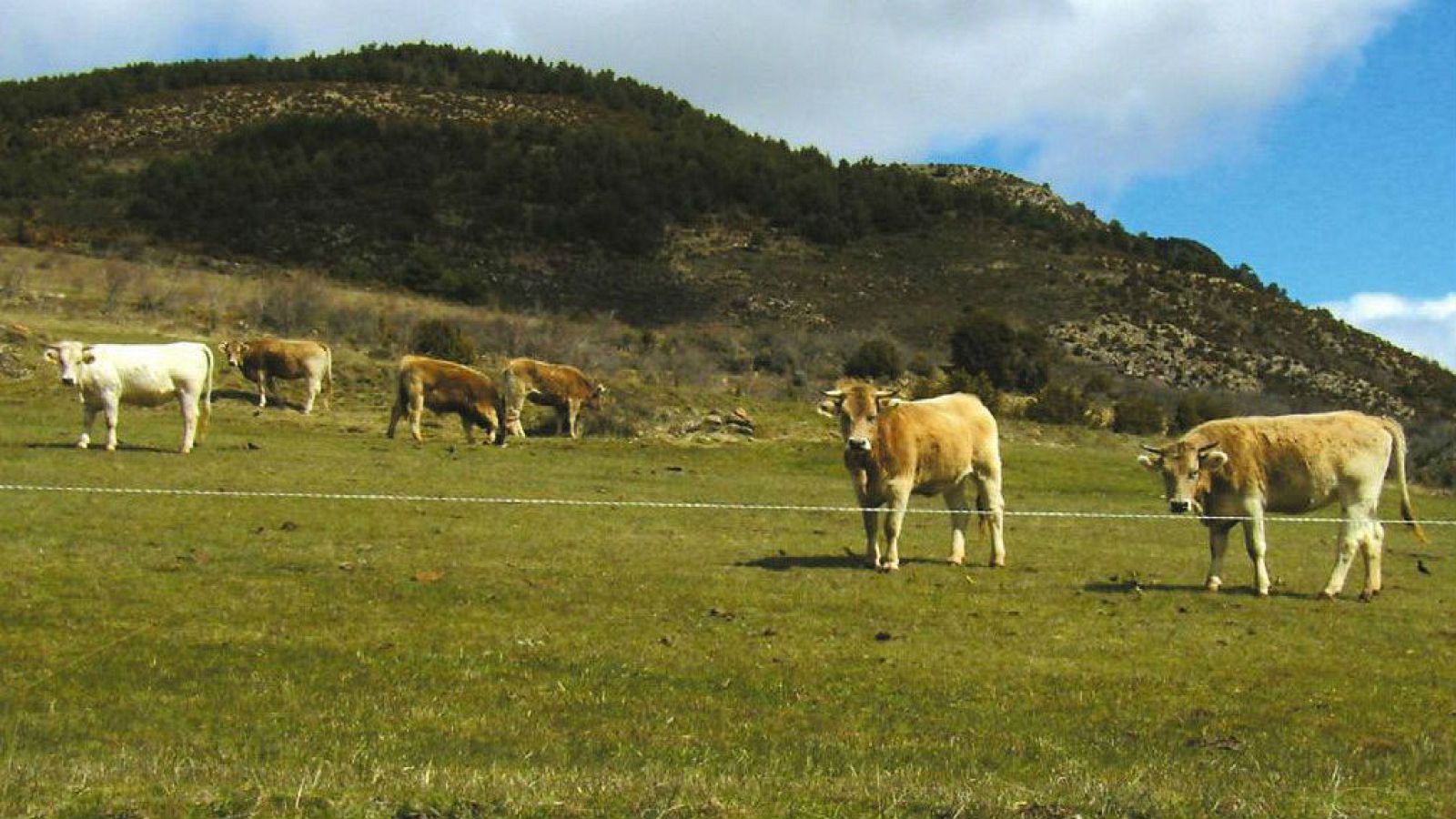 El mundo de la carne -  Bienestar animal en la granja - 11/02/17 - Escuchar ahora
