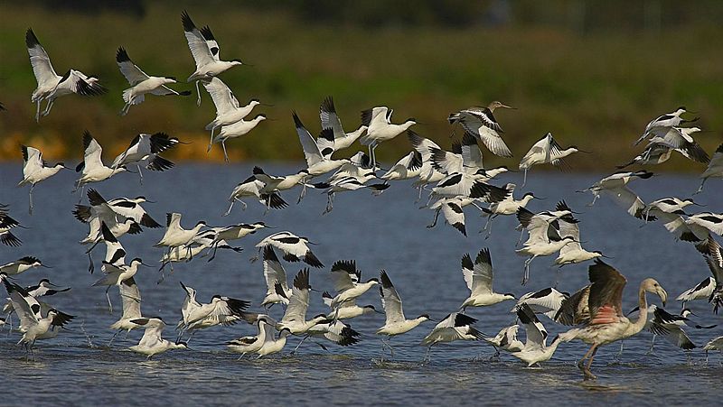 Doñana en peligro por pozos y cultivos ilegales que agotan el acuífero - Escuchar ahora