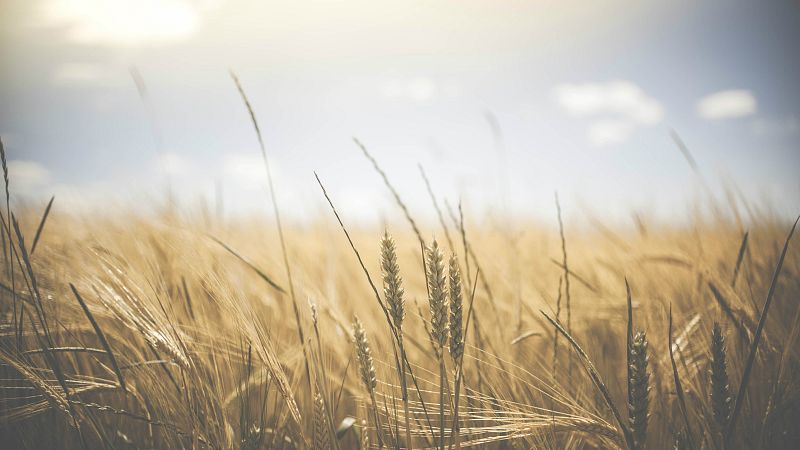 Paisaje de verano - Haydn y Los Chieftains - 14/09/17 - escuchar ahora