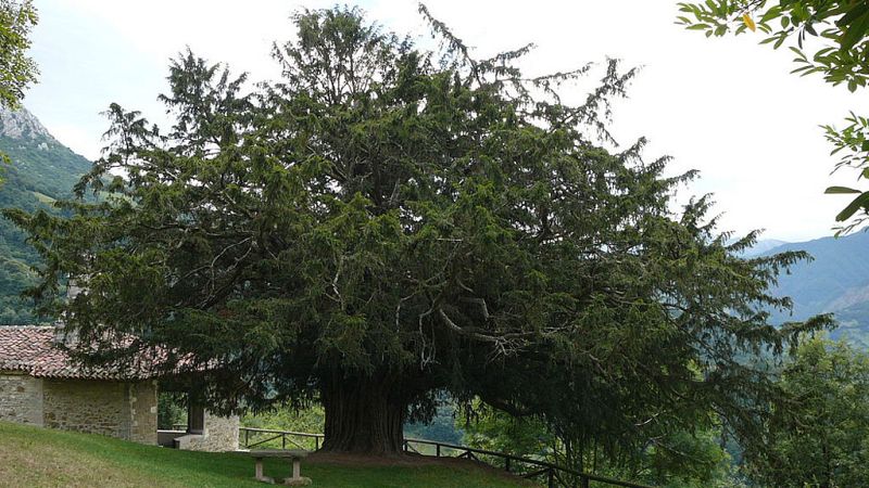 Documentos RNE - Árboles de junta, guardianes de la palabra - 12/07/18 - escuchar ahora