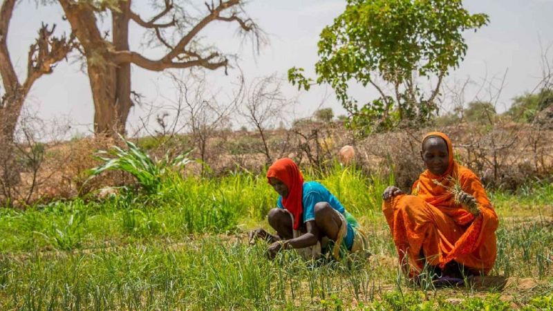 Las migraciones forzadas por el cambio climático - Escuchar ahora