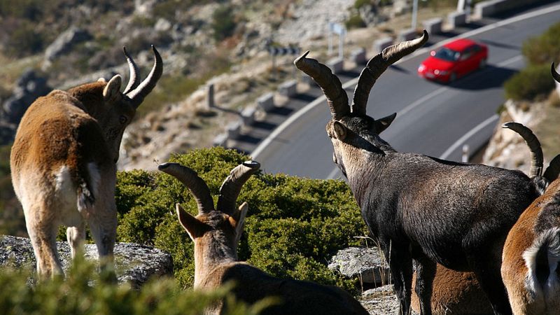 El canto del grillo - Autopistas salvajes para la fauna ibérica - Escuchar ahora