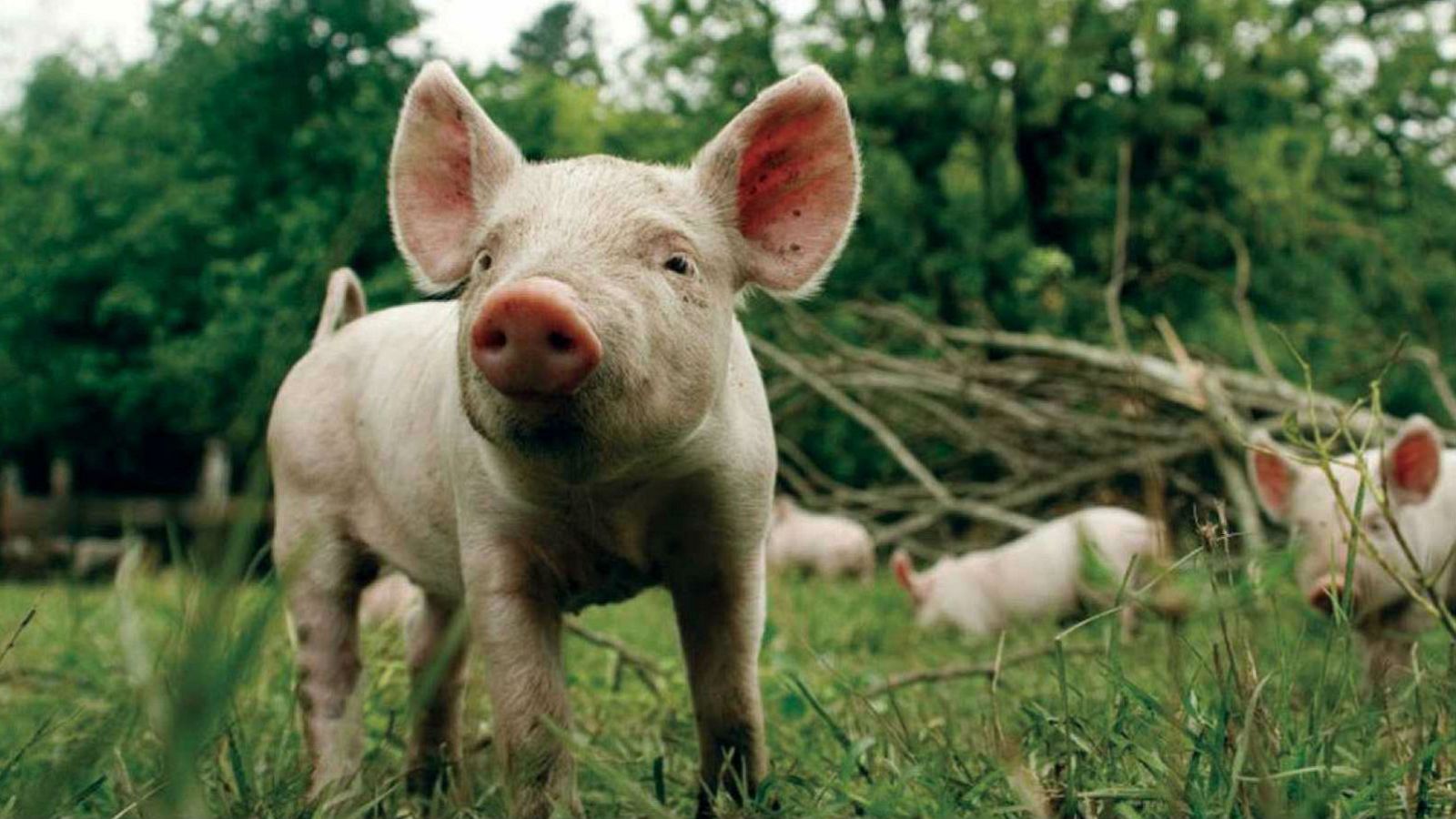 El mundo de la carne - La sostenibilidad medioambiental y social de la producción de carne - 05/05/18 - Escuchar ahora