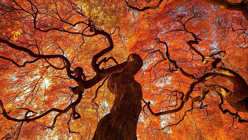 La recámara - Louis Spohr - 16/06/18