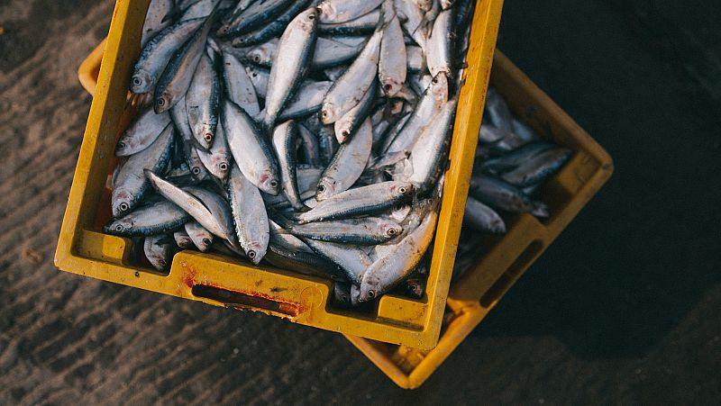 No es un día cualquiera - Anisakis