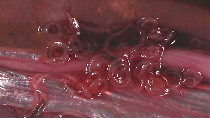 Artesfera - Anisakis: cómo tratar el pescado para evitarlo