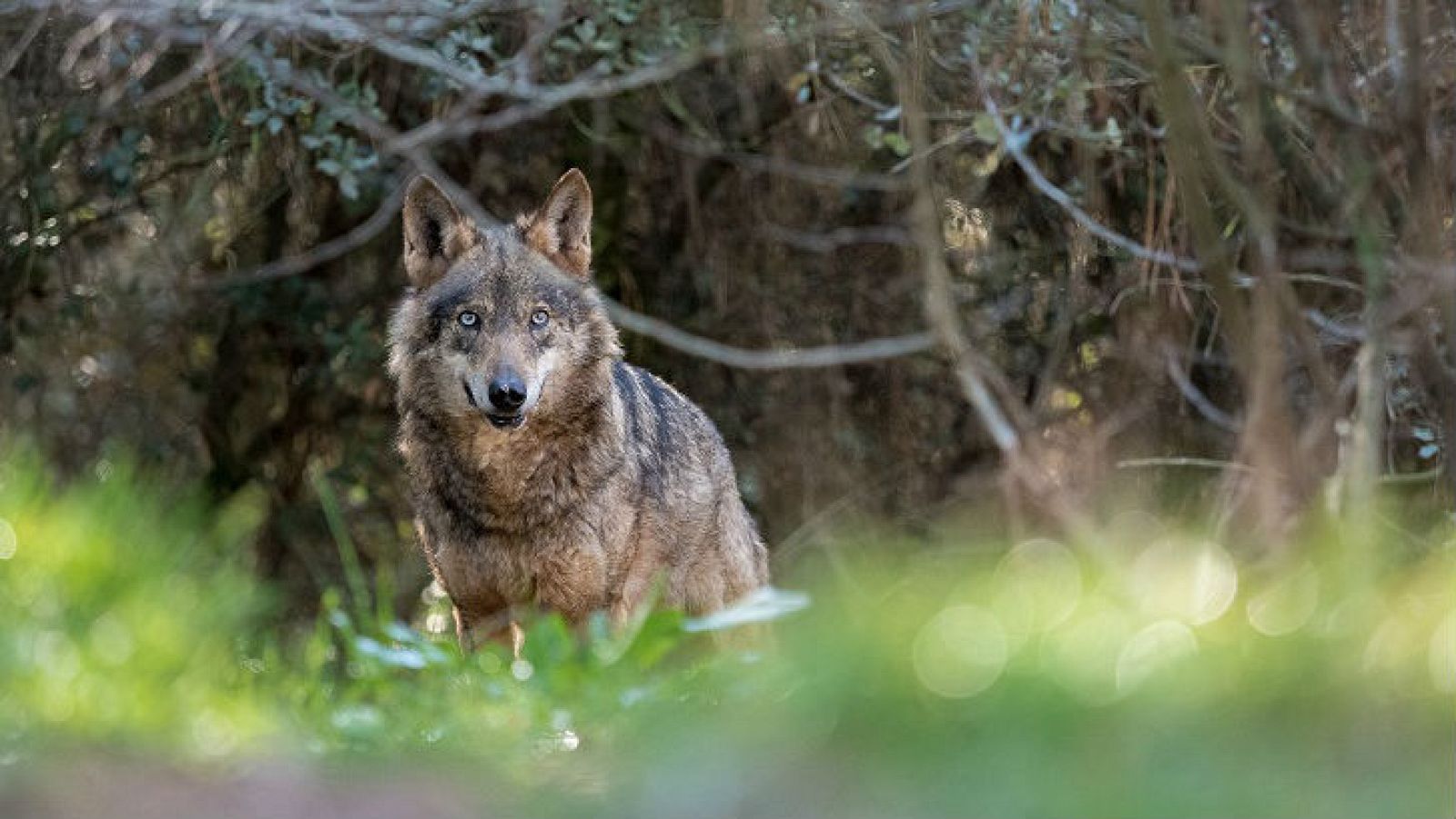 Un mundo aparte - Pastando con lobos - 22/7/18 - Escuchar ahora