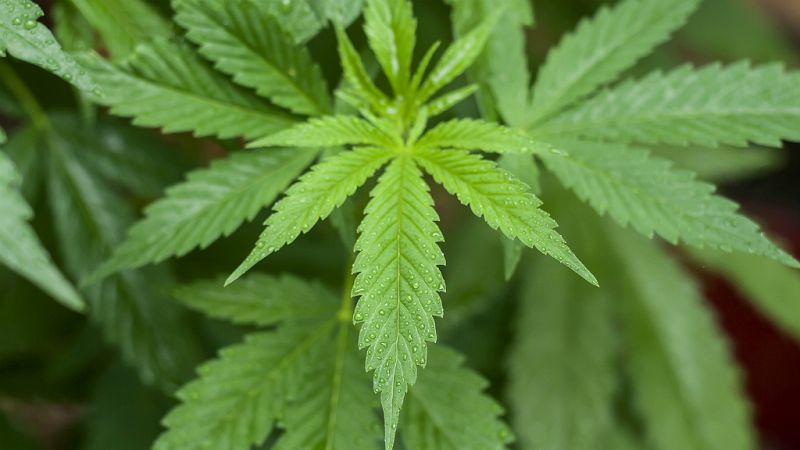 Destellos de la ciencia - Mejorar el cannabis como fuente de fármacos - 31/08/18 - Escuchar ahora