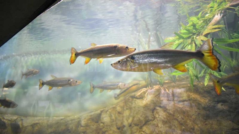 Esto me suena - David Garcia, campeón de pesca de salmónidos - Escuchar ahora