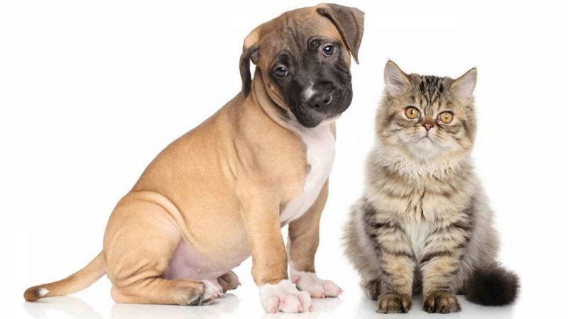 Son seres vivos, no juguetes - RNE