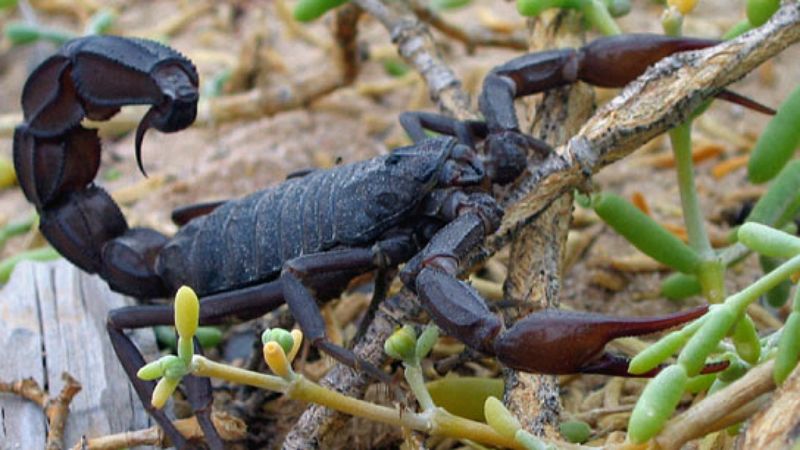 InquietaMENTE - Veneno de escorpión para el cerebro - 02/01/19 - Escuchar ahora