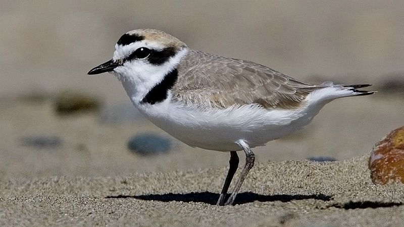 Españoles en la mar en Radio 5 - El ave del año 2019 reside en playas y humedales - 30/01/19 - Escuchar ahora