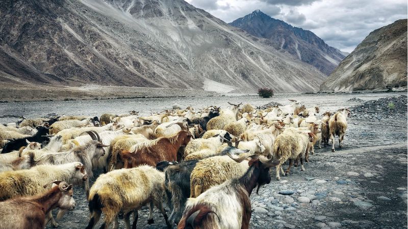 N�madas - Ladakh: las alturas del peque�o T�bet - 02/02/19 - Escuchar ahora