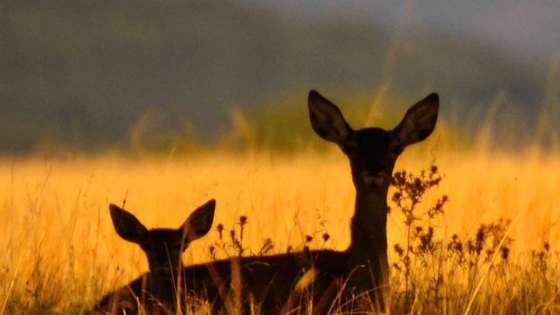 14 horas - Castilla y León aprobará una ley para garantizar la caza - Escuchar ahora