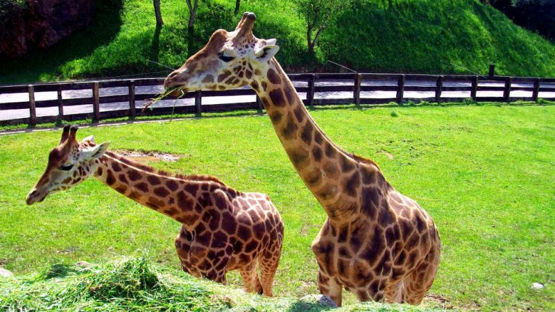 Boletines RNE - Las jirafas vuelven a Cabárceno - escuchar ahora