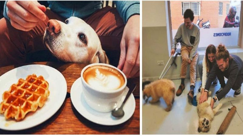 El arca de  Noé - The Doger Café - 20/04/19 - Escuchar ahora