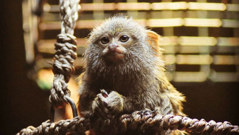 Animales y medio ambiente - La crianza de los titís - 20/04/19