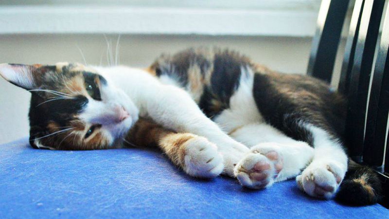 Blogueros - Iratxe Comas, laguaridademisgatos.com - 23/04/19