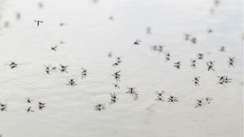 Cinco Continentes - La malaria, probablemente la enfermedad más letal del mundo