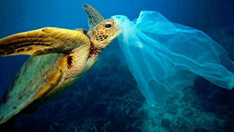 Piel de Atún, un movimiento contra el cambio climático - Todo Noticias | Escuchar