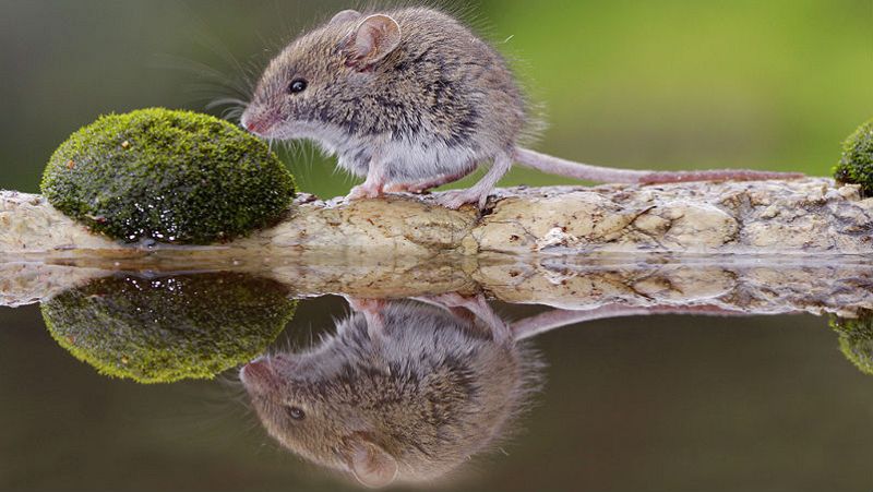 Contando cuentos en Radio 5 - Ramoncito el ratoncito - 4/05/19 - Escuchar ahora