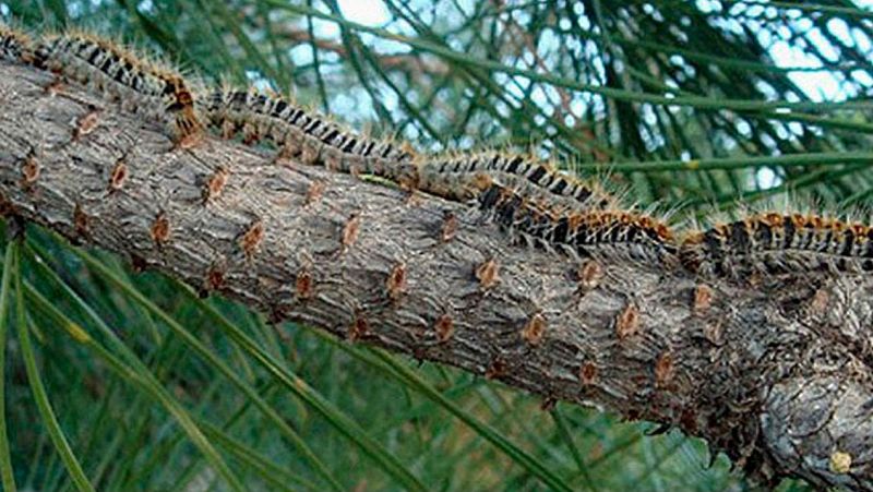 El arca de Noé - La oruga procesionaria - 04/5/19 - Escuchar ahora