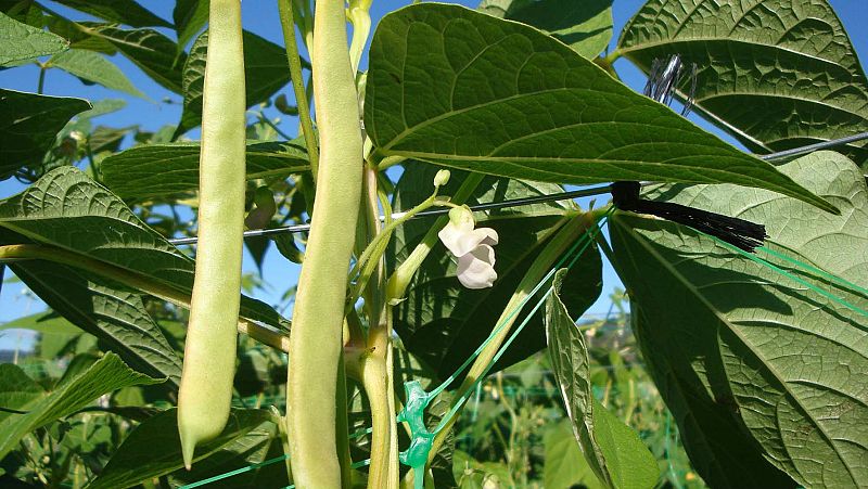 Agro 5 - Ciencia y sólo ciencia para mejorar la agricultura - 4/05/19 - Escuchar ahora