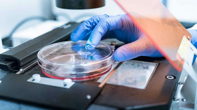 El gallo que no cesa - La inmunoterapia: avanzando contra el cáncer - Escuchar ahora