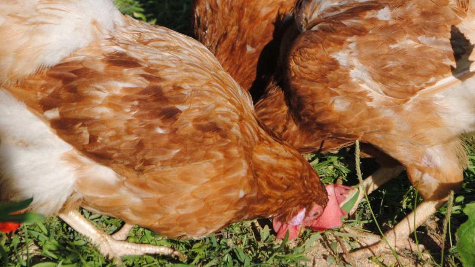 Las Mañanas de RNE con Alfredo Menéndez- Manual de uso para comprar huevos. - Escuchar ahora