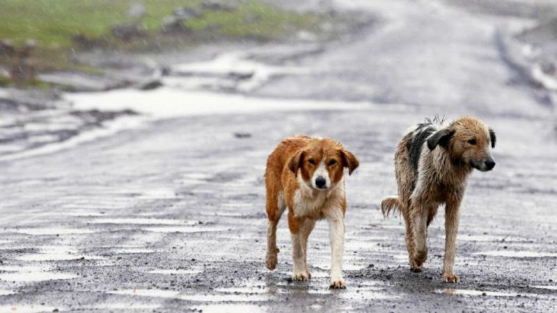 El arca de Noé - Abandono animal - 08/06/19 - Escuchar ahora