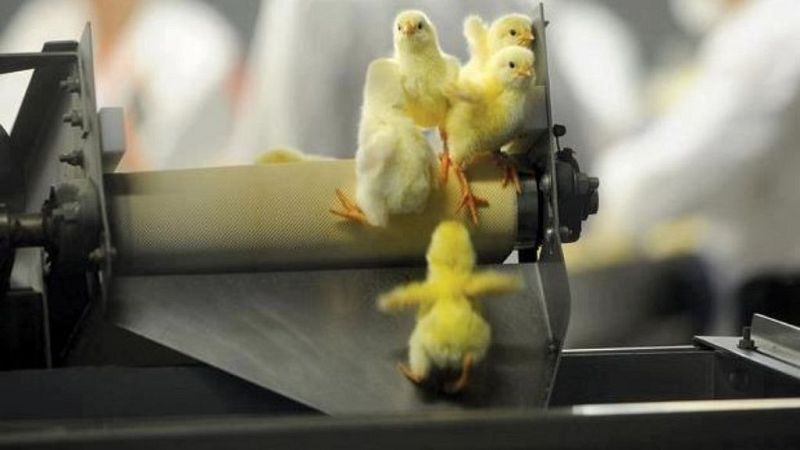 14 horas - Triturados vivos, así son desechados los pollitos macho - escuchar ahora