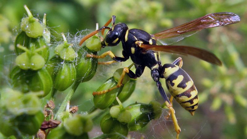 14 horas - Ola de calor y plagas - escuchar ahora
